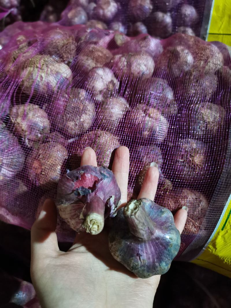 云南紫皮鲜大蒜现货，一件50斤左右，颗粒饱满，个头大