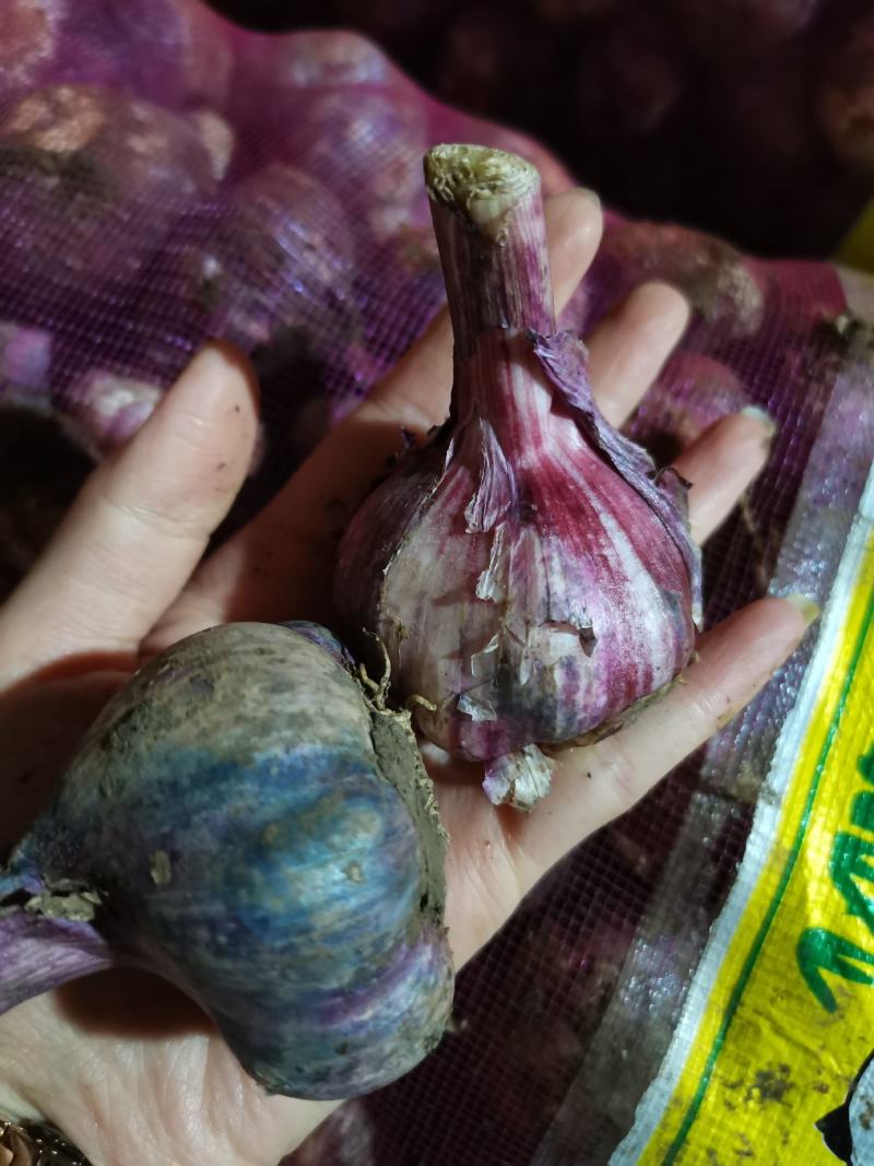 云南紫皮鲜大蒜现货，一件50斤左右，颗粒饱满，个头大