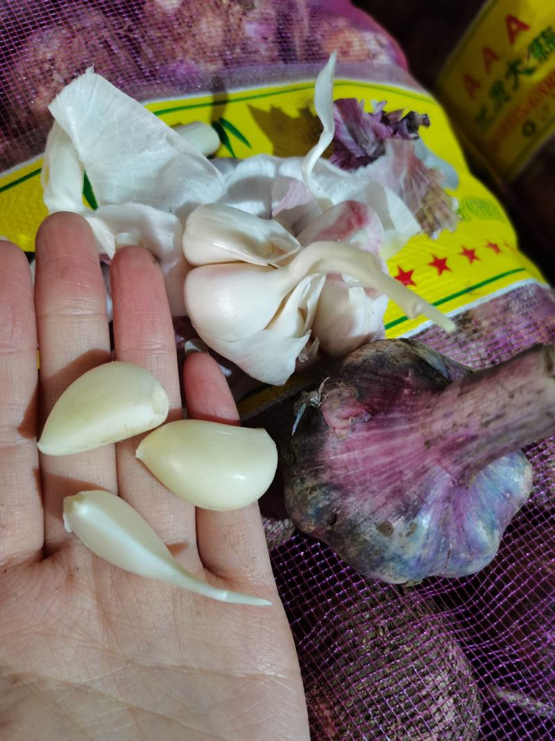 云南紫皮鲜大蒜现货，一件50斤左右，颗粒饱满，个头大