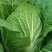 山东黄心大白菜4—6斤大量上市，质量优，产地直销