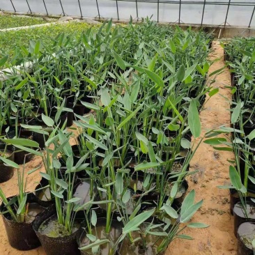 再力花营养钵再力花水生植物