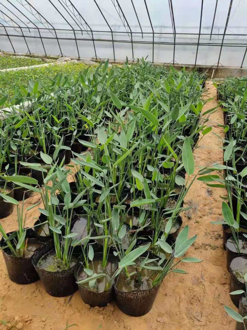 再力花营养钵再力花水生植物