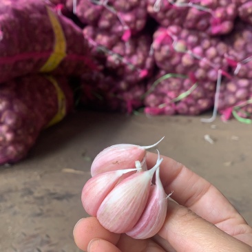 云南紫皮鲜蒜，云南紫皮干蒜，大量现货，产地价格