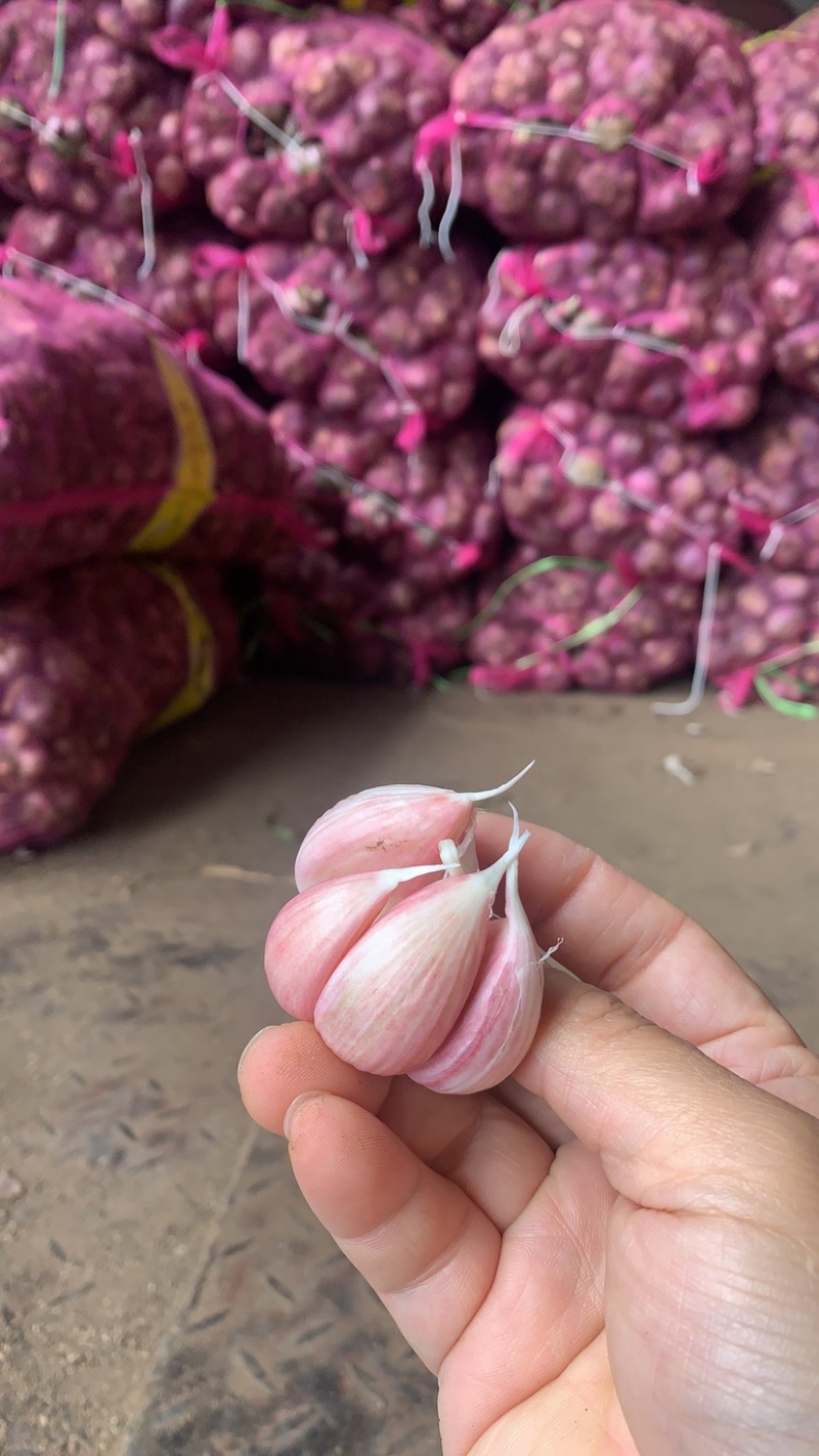 云南紫皮鲜蒜，云南紫皮干蒜，大量现货，产地价格