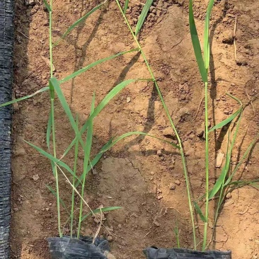 芦苇水生植物种植基地