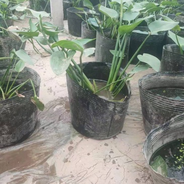 梭鱼草营养钵梭鱼草批发
