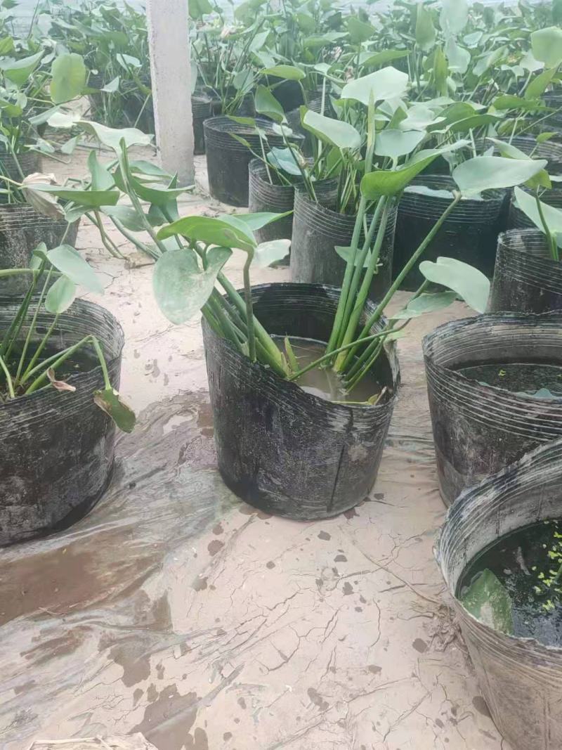 梭鱼草营养钵梭鱼草批发