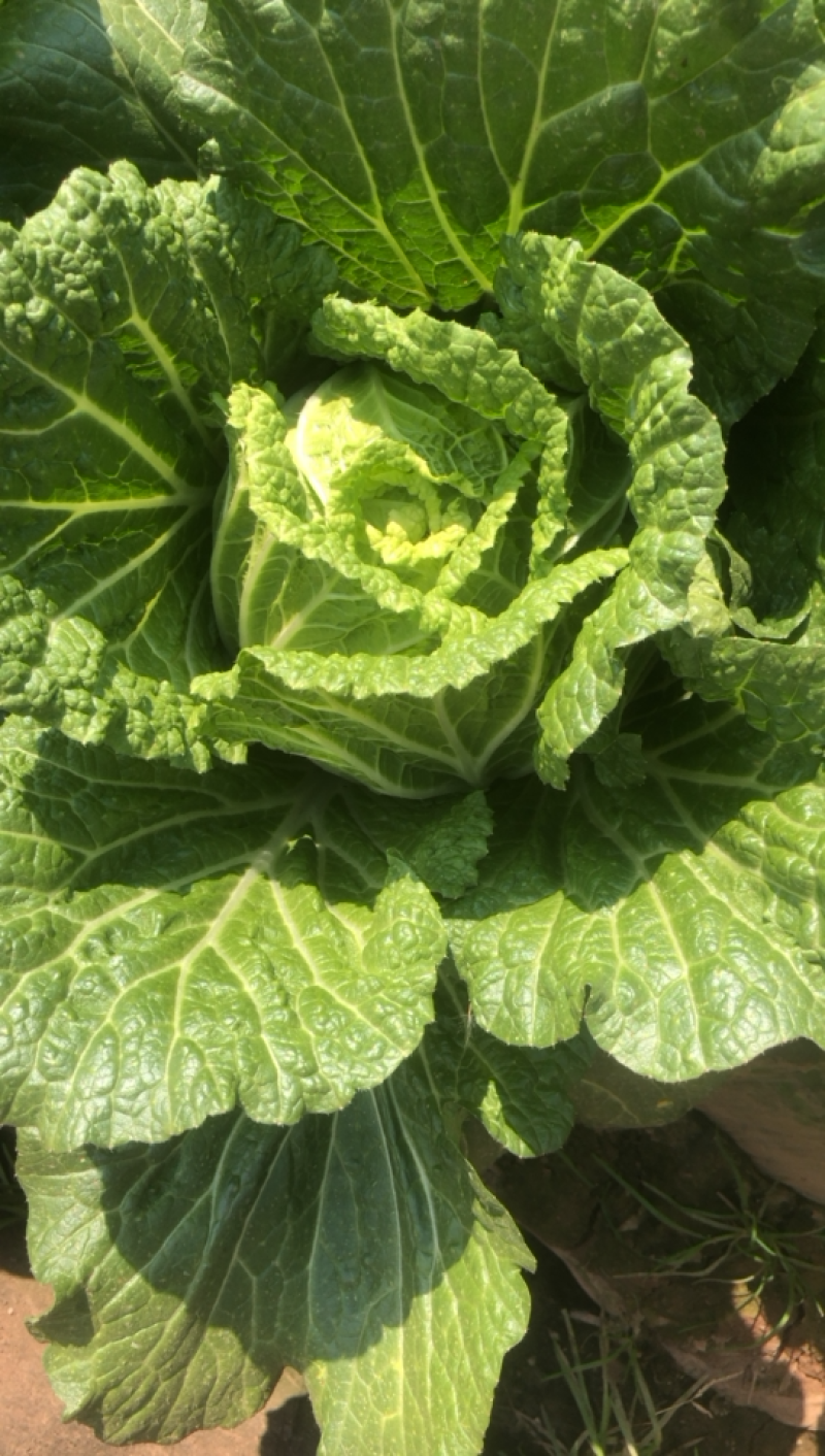 大白菜无虫无花心自家种植质量优秀需要的联系