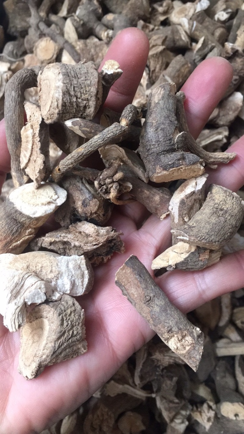 独行千里独行千里药材中药材批发冷门独行千里