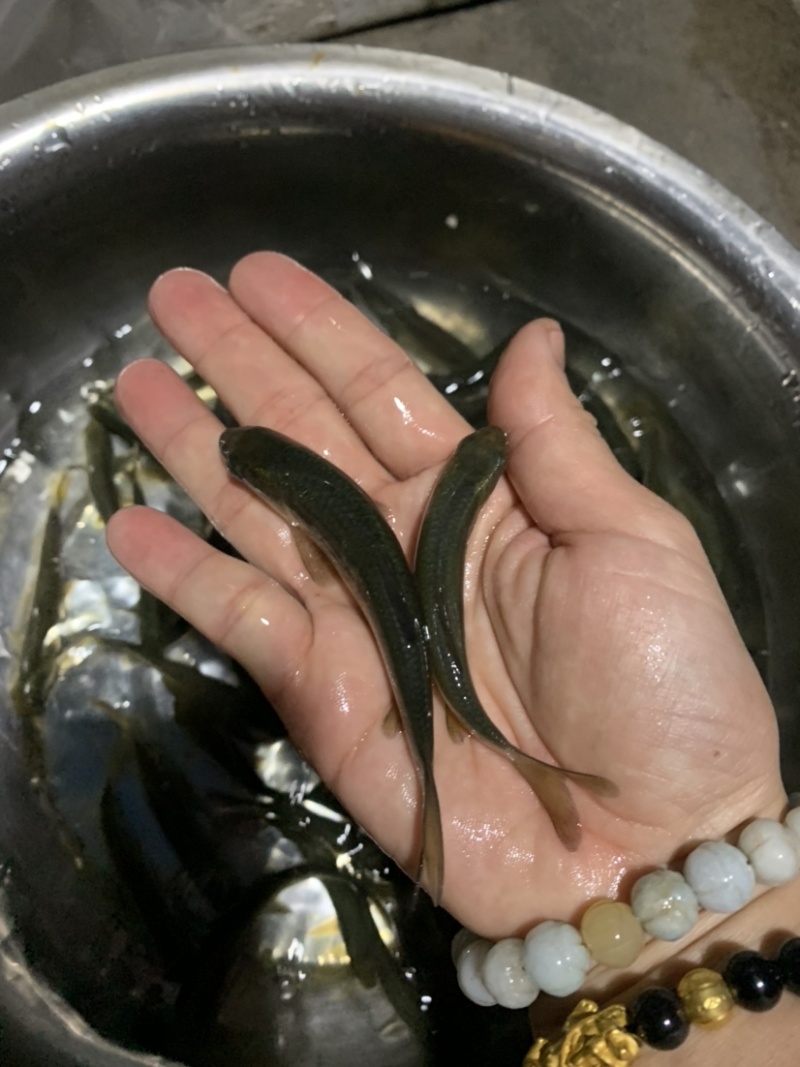 青鱼苗大规格黑鲩鱼苗田螺丝靑鱼苗🌟【鱼苗产地供应】