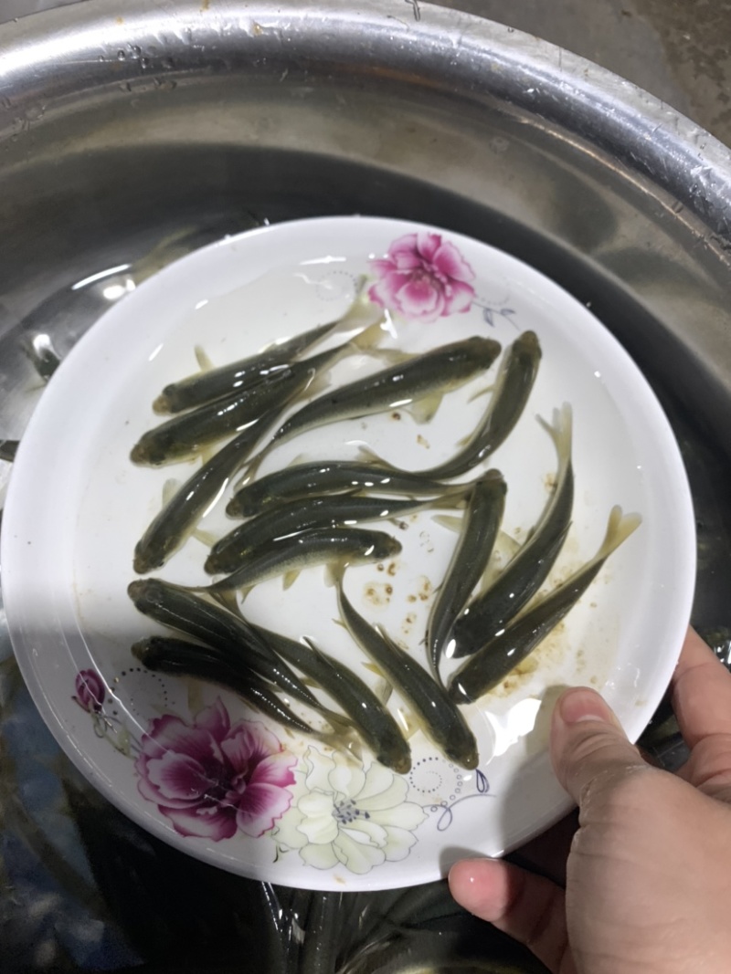 青鱼苗大规格黑鲩鱼苗田螺丝靑鱼苗🌟【鱼苗产地供应】