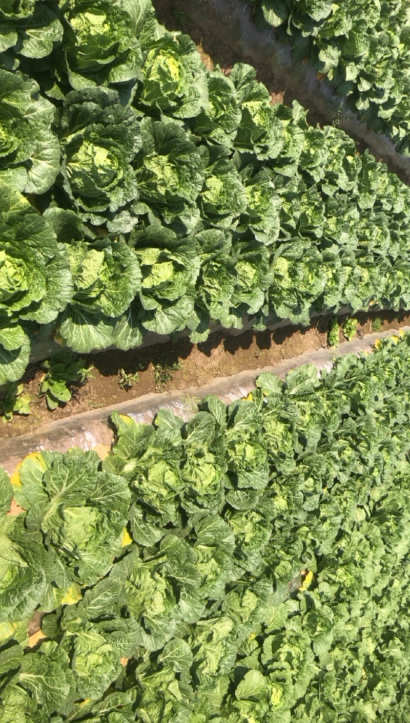 大白菜无虫无花心自家种植质量优秀需要的联系