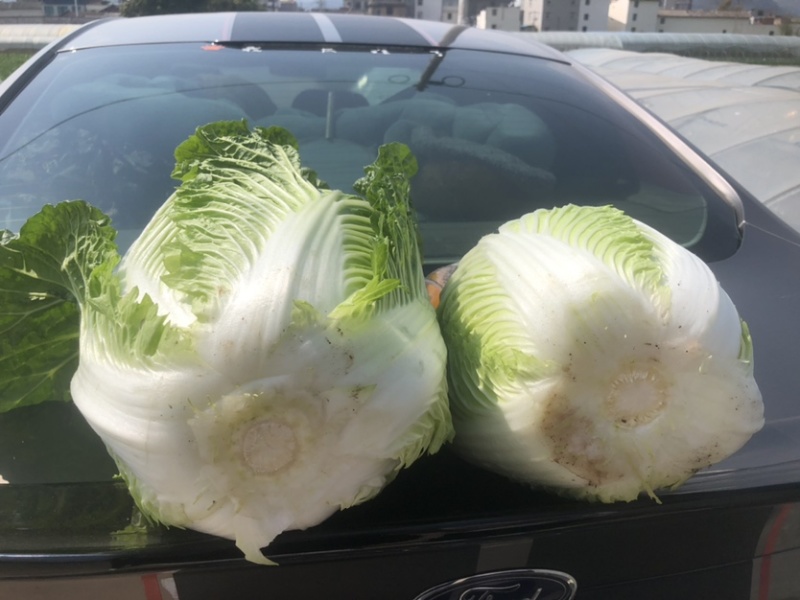 大白菜无虫无花心自家种植质量优秀需要的联系