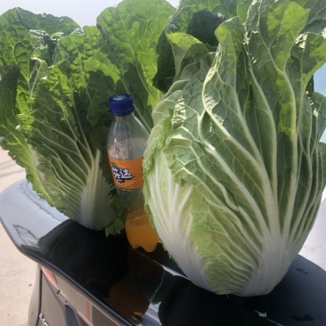 大白菜无虫无花心自家种植质量优秀需要的联系