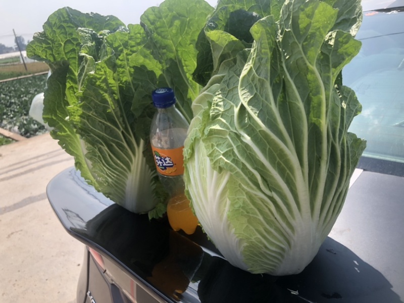 大白菜无虫无花心自家种植质量优秀需要的联系