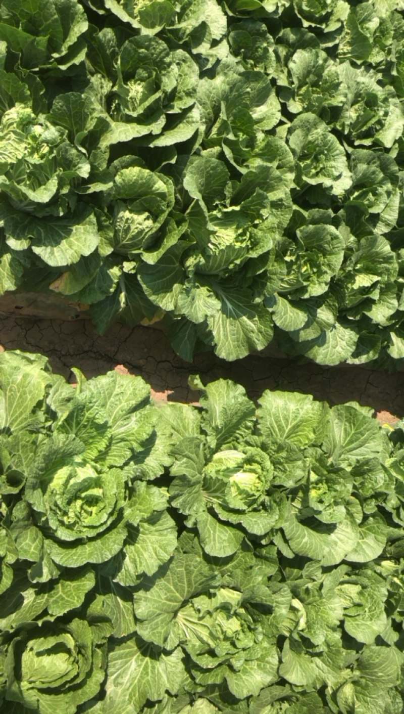 大白菜无虫无花心自家种植质量优秀需要的联系