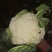 精品有机花菜，欢迎各位同行学习，实力代收代卖
