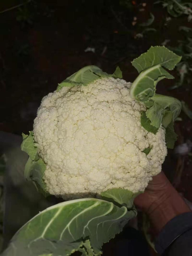 精品有机花菜，欢迎各位同行学习，实力代收代卖