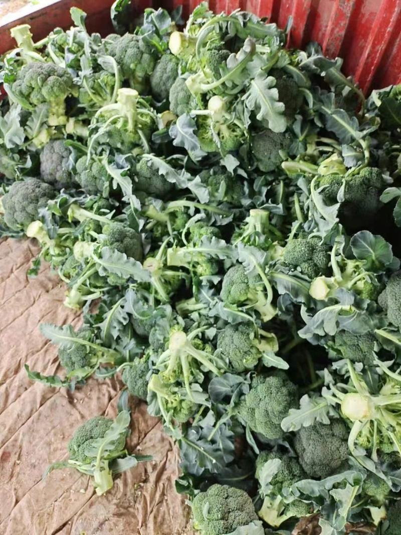 精品有机花菜，欢迎各位同行学习，实力代收代卖