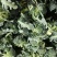 精品有机花菜，欢迎各位同行学习，实力代收代卖