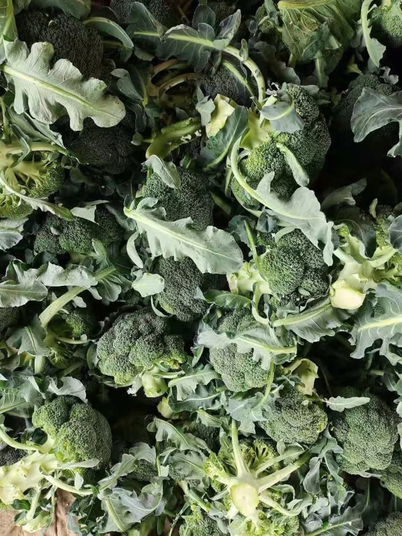 精品有机花菜，欢迎各位同行学习，实力代收代卖