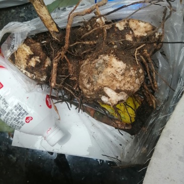 贵州土茯苓鲜货大量供应