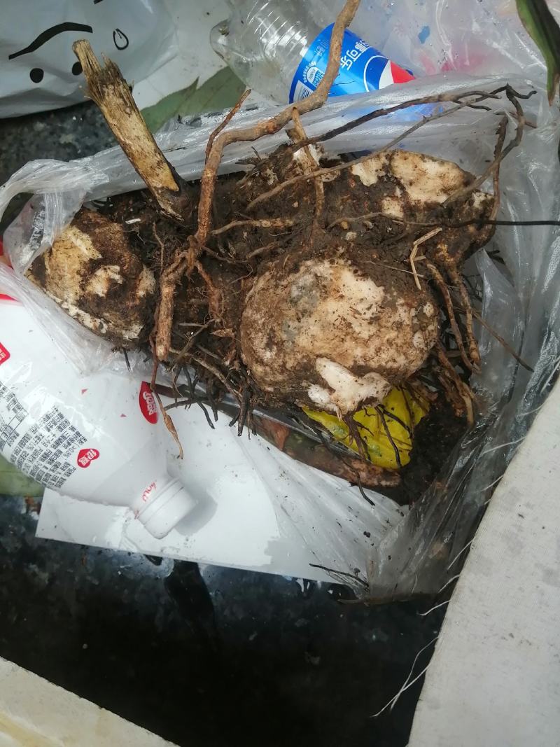 贵州土茯苓鲜货大量供应