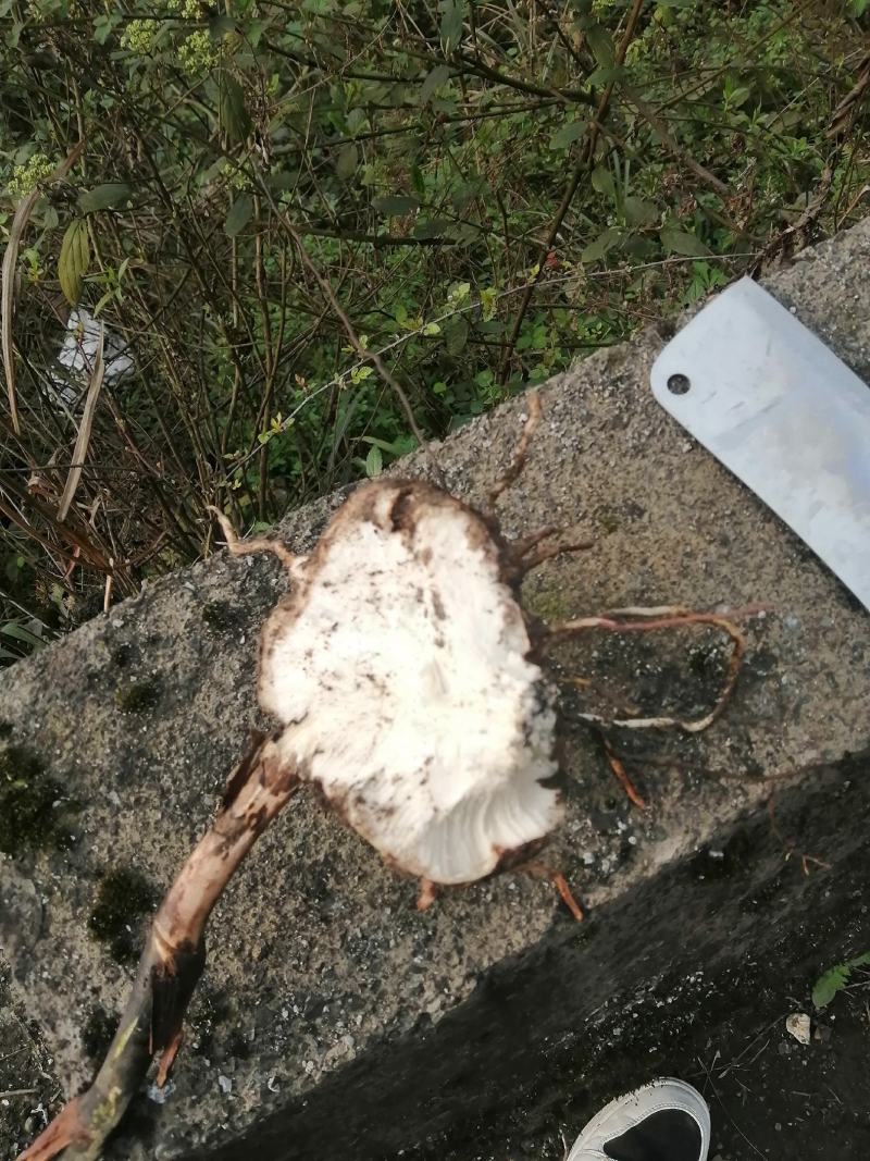贵州土茯苓鲜货大量供应