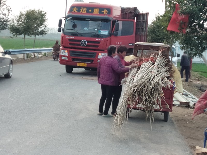 600亩精品107杨树苗大量现货出售