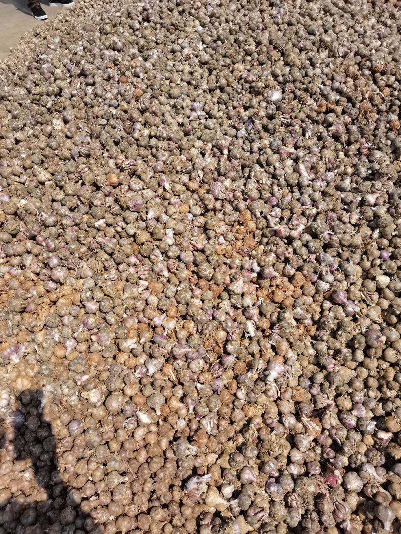 云南曲靖越州紫皮大蒜香蒜，货源充足欢迎各位老板前来骚扰