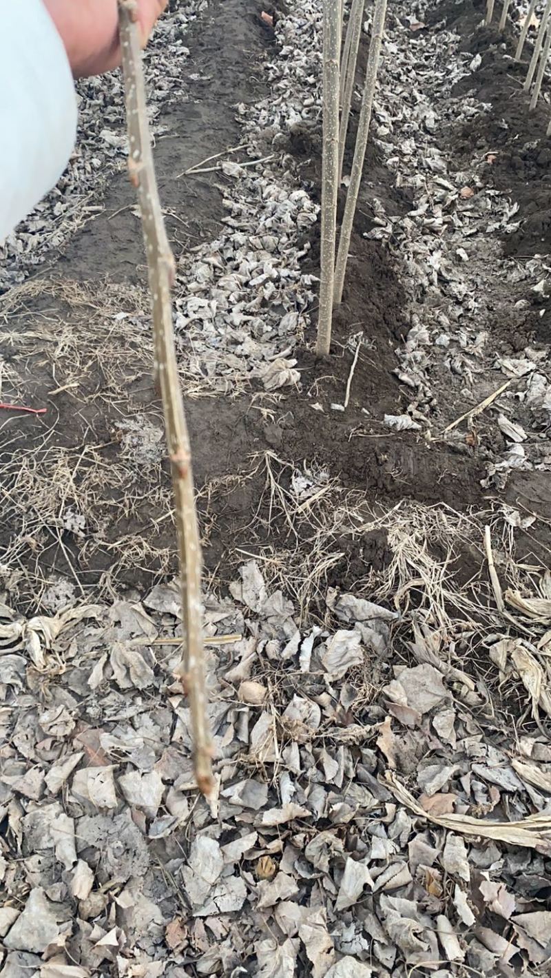 107杨树苗大量无絮，无菌、无虫害，头茬。黄根