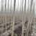 107杨树苗大量无絮，无菌、无虫害，头茬。黄根