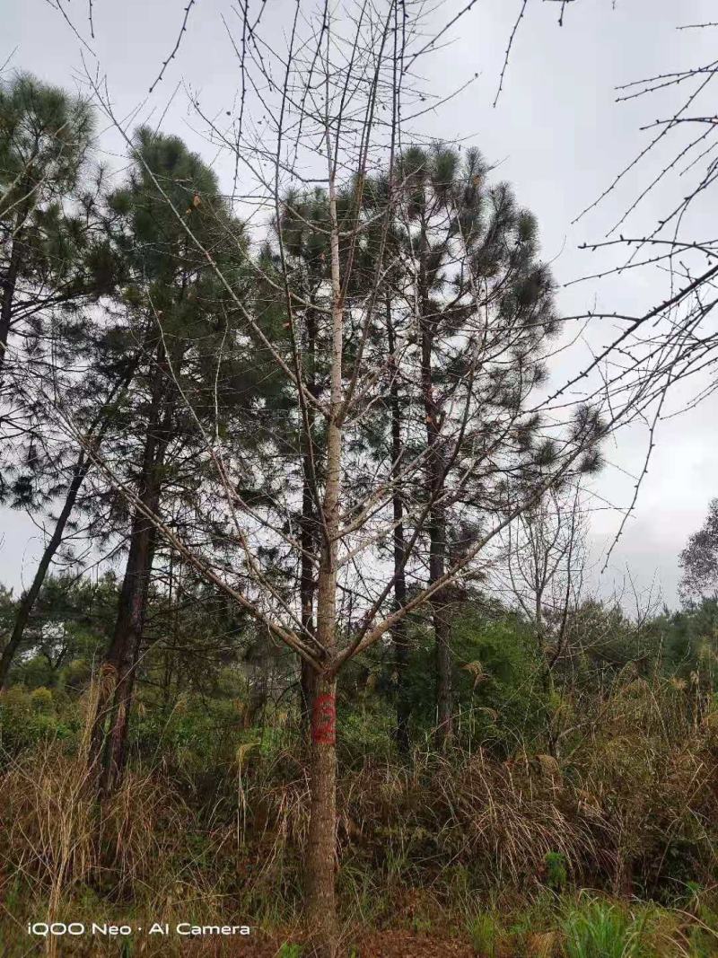 大量供应优质的银杏树