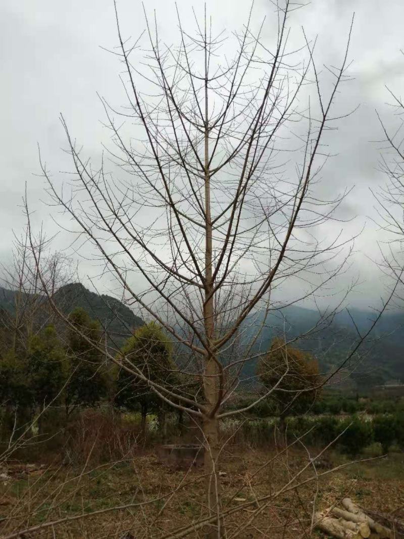 大量供应优质的银杏树