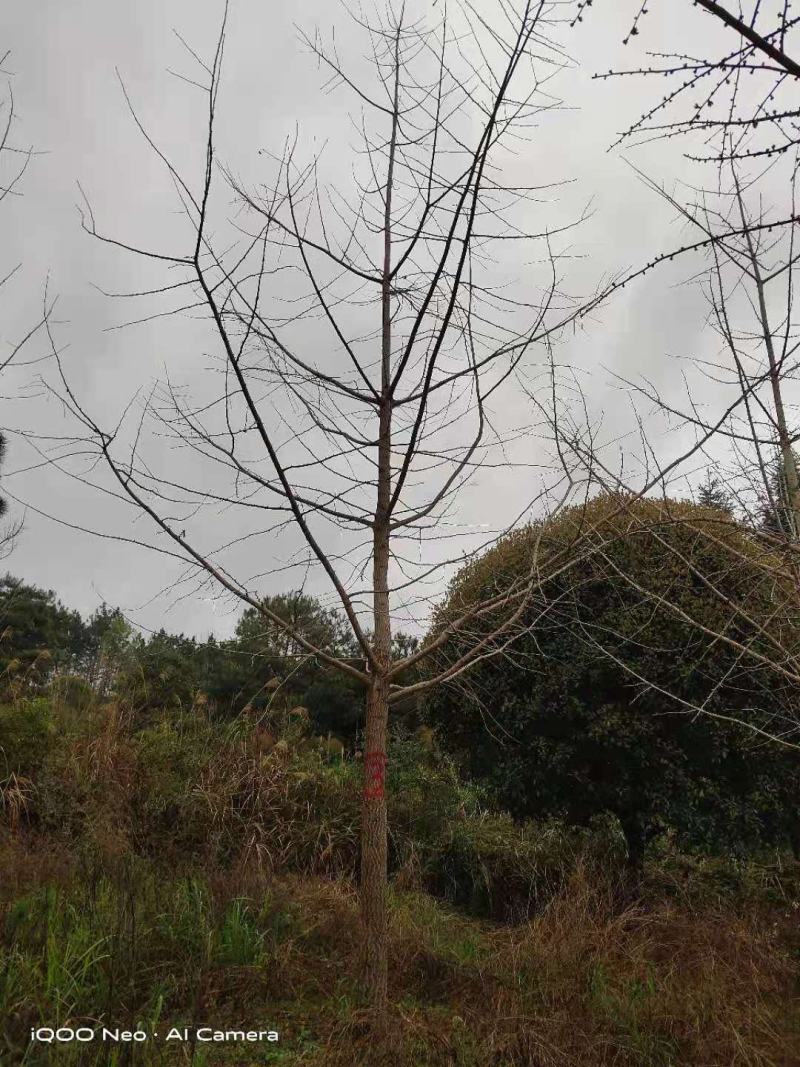 大量供应优质的银杏树