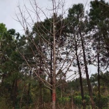 大量供应优质的银杏树