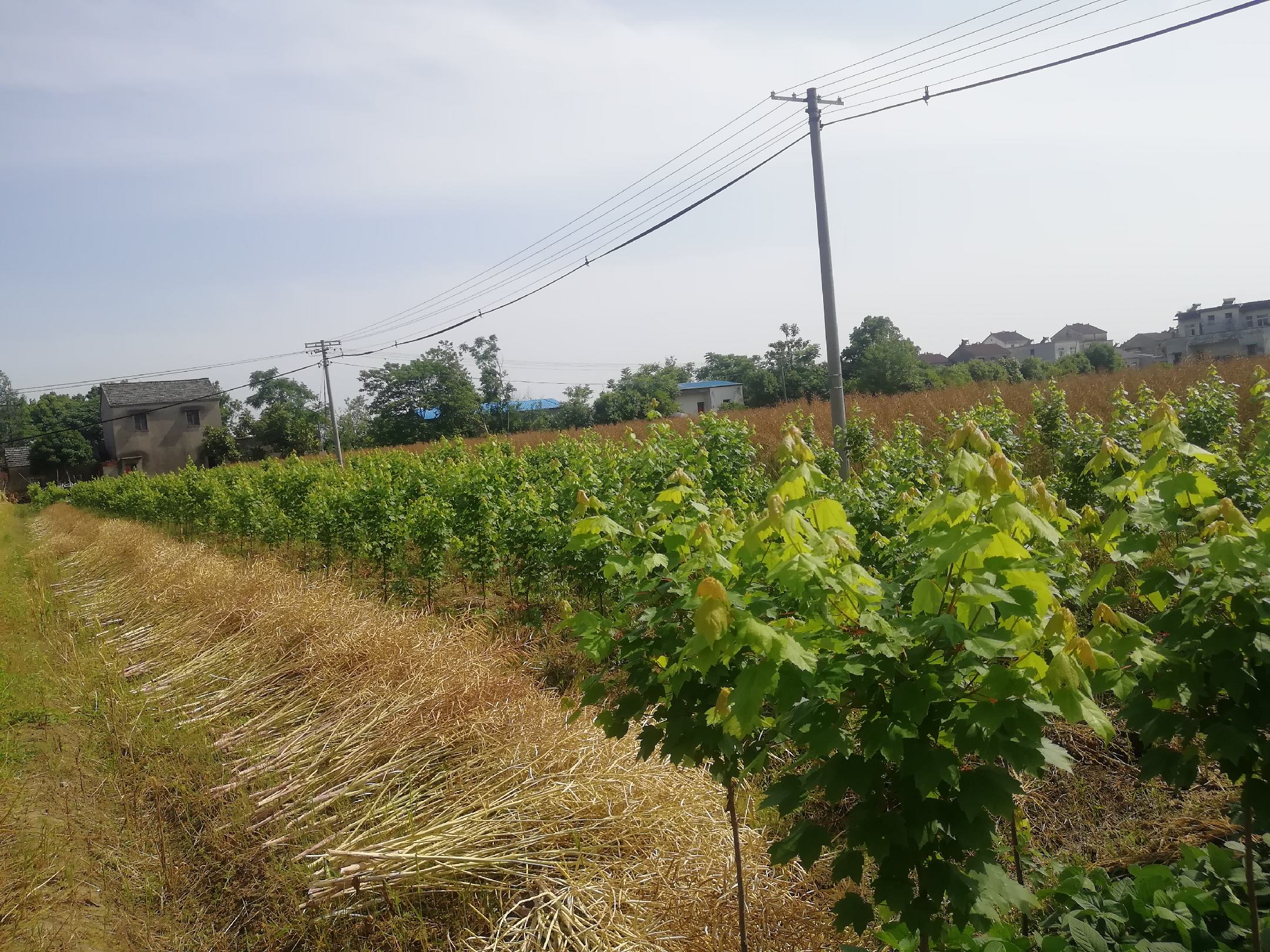 展示大面积种植的美国红枫红冠小苗田,背景为蓝天白云,田间整齐划一的苗木排列 美国红枫红冠小苗种植基地