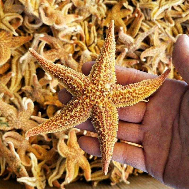 海星干货500g-50g海鲜淡生晒红海星泡酒煲汤滋补海产