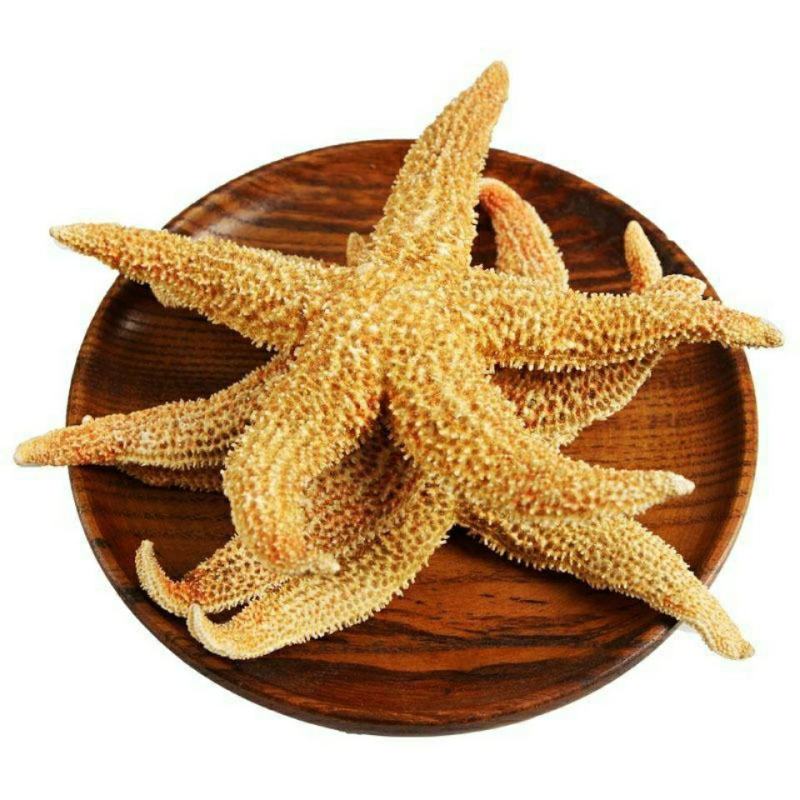 海星干货500g-50g海鲜淡生晒红海星泡酒煲汤滋补海产
