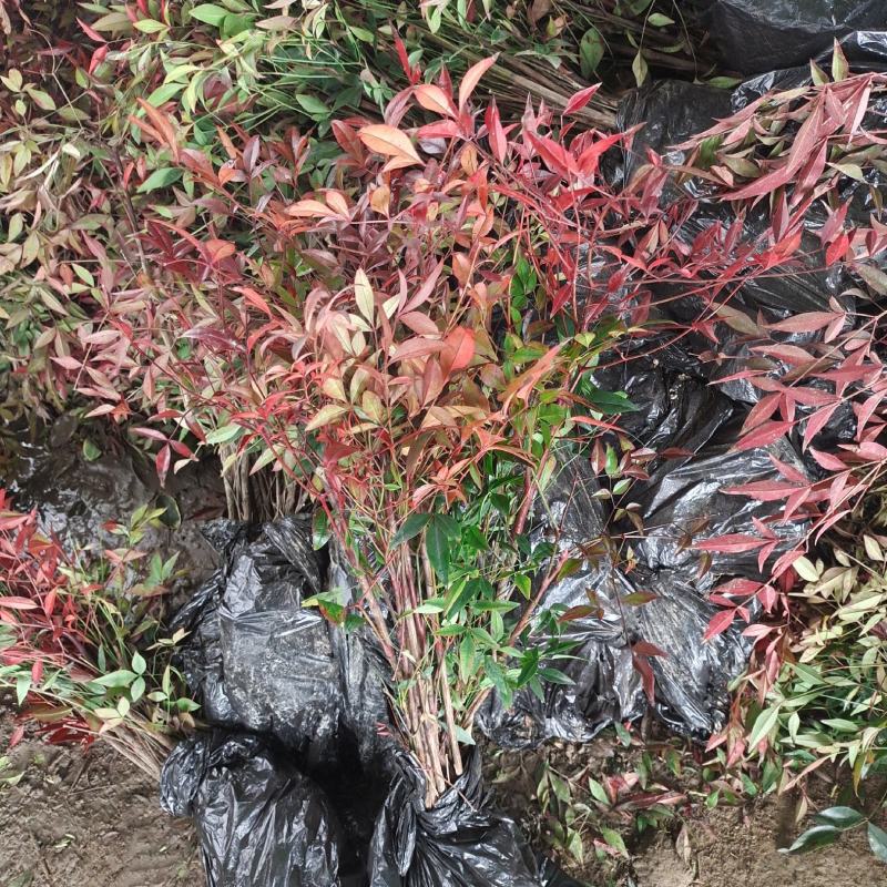 南天竹基地批发