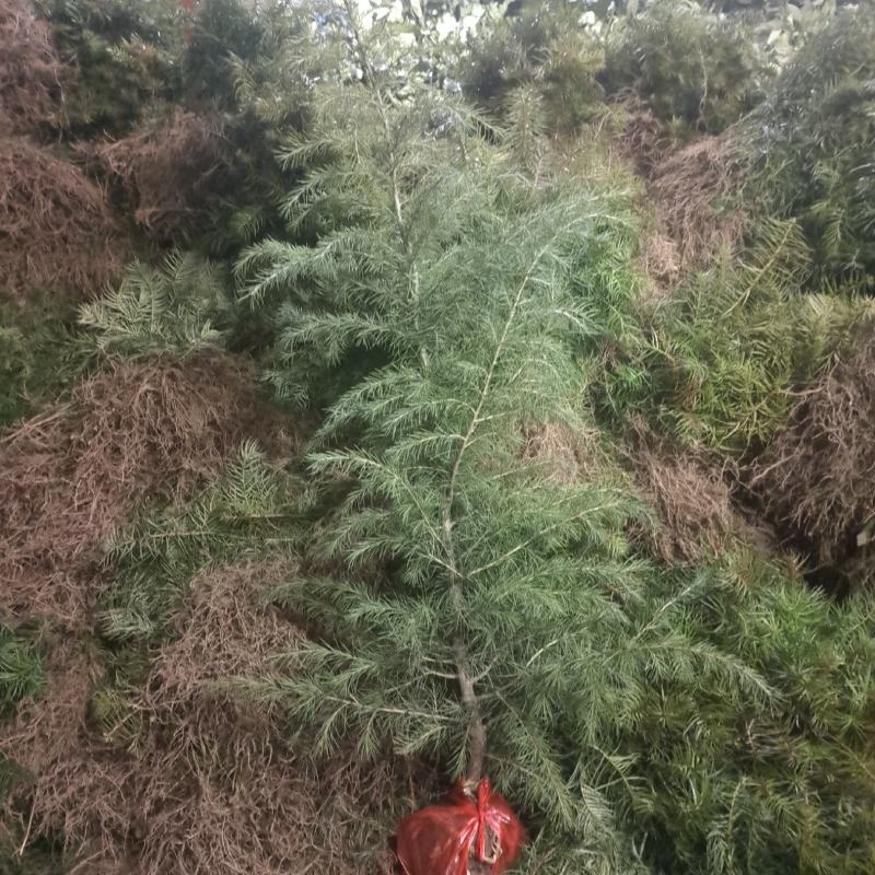 雪松批发汇景天下苗木合作社基地直销