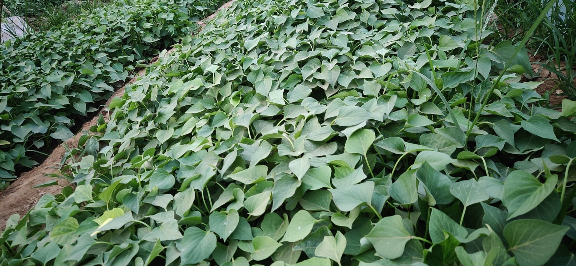 烟薯25叶子用于家庭阳台种植