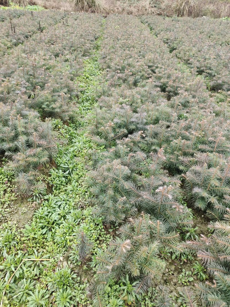 杉木苗50公分高度现挖现卖量大价优包邮