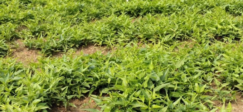 优质品种白花百部苗，包技术指导，全部基地直销