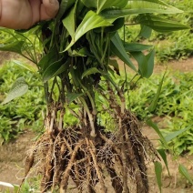 优质品种白花百部苗，包技术指导，全部基地直销