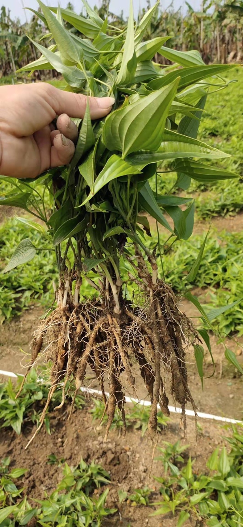 优质品种白花百部苗，包技术指导，全部基地直销