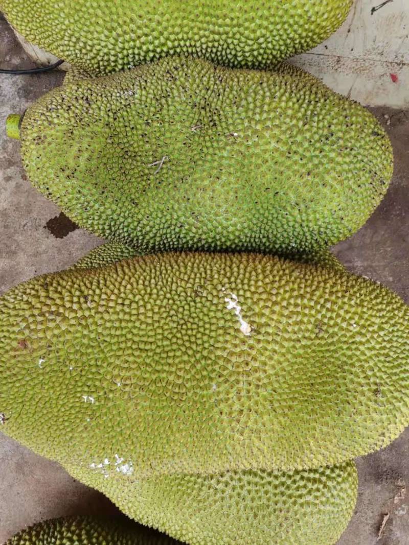 菠萝蜜大量上市了，货源充足，协助找返程车