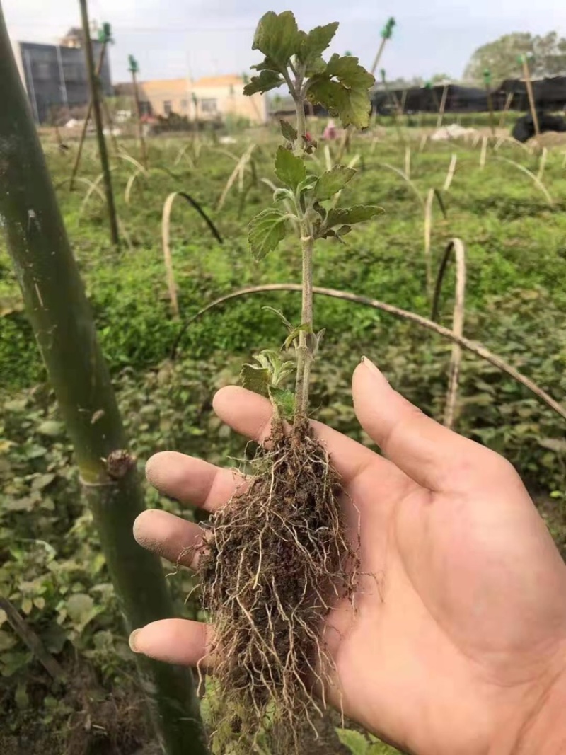 广藿香苗，优质高产品种产量高，一年一收成