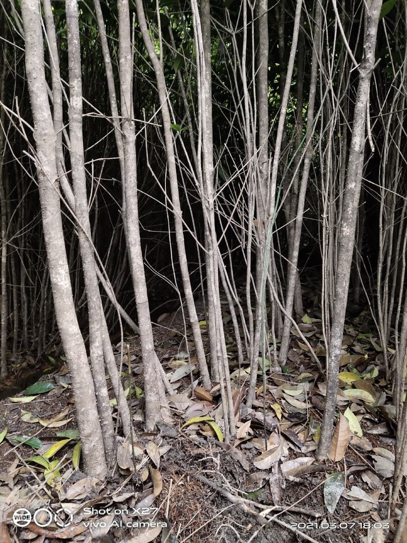 桂花树八月桂金桂基地直销无中间商量大从优