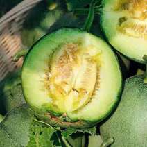 绿宝香瓜，精品绿宝甜瓜产地直发全国发货量大价格